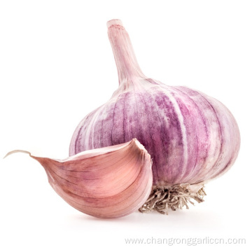 Buy Discount Fresh Purple Garlic Bulk